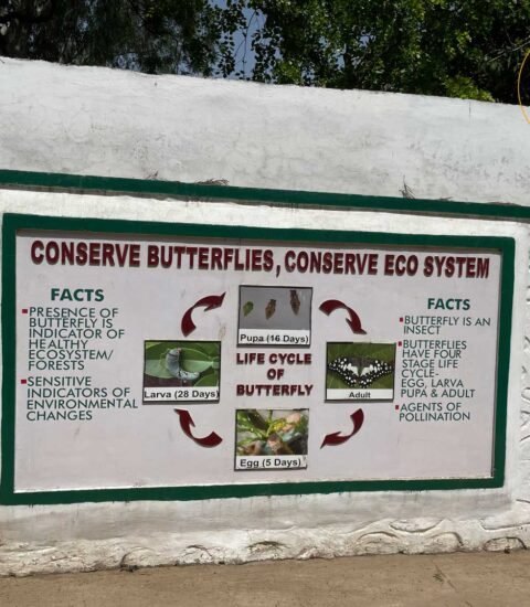 Butterfly Park Sector 26 Chandigarh
