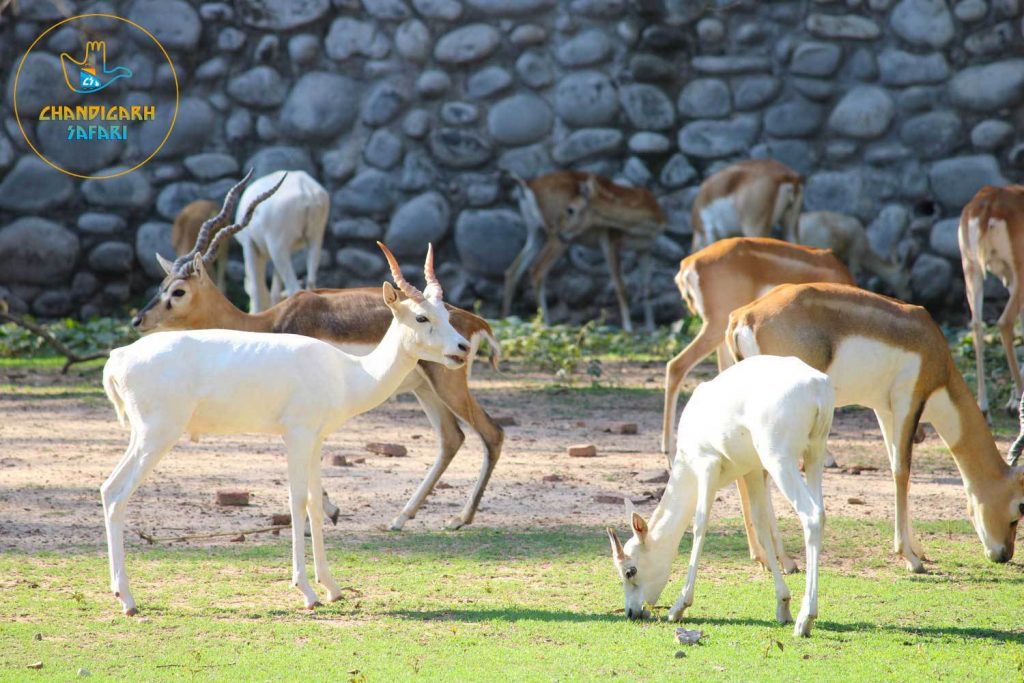 Chhatbir Zoo Zirakpur - Best Place To Visit In Zirakpur