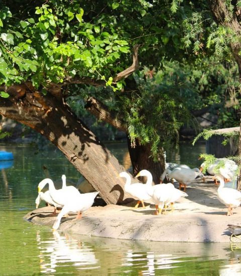 Chhatbir Zoo Zirakpur - Best Place To Visit In Zirakpur