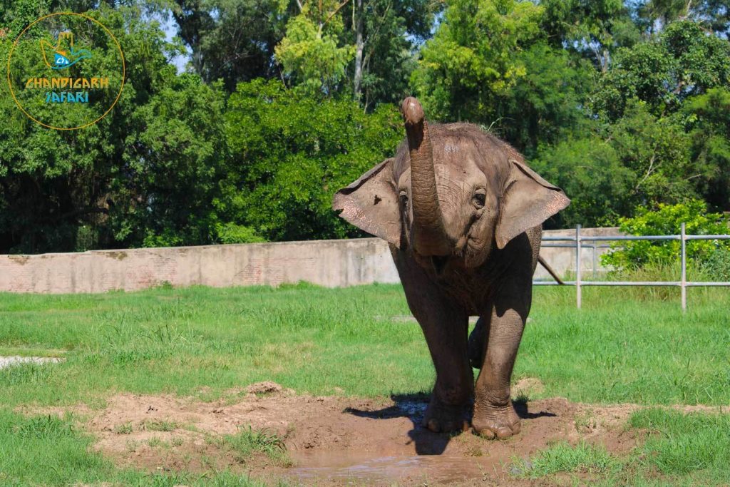 Chhatbir Zoo Zirakpur - Best Place To Visit In Zirakpur