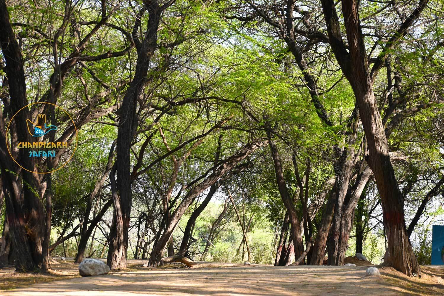 Lake-Reserve-Forest-Natural-Trail - Best-Places-to-Visit-In-Chandigarh