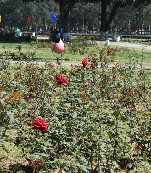 Rose Garden Chandigarh - Best-Places-to-Visit-In-Chandigarh