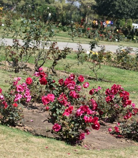 Rose Garden Chandigarh - Best-Places-to-Visit-In-Chandigarh