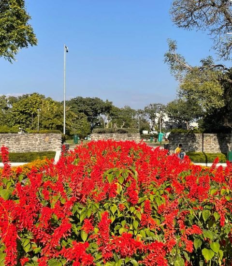 Best-Places-to-Visit-In-Chandigarh - Terrace-Garden